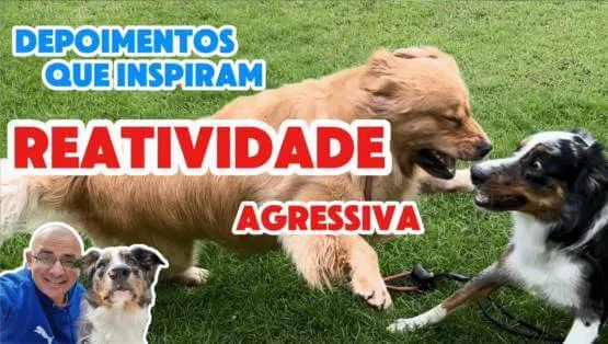 Como lidar com comportamento reativo?